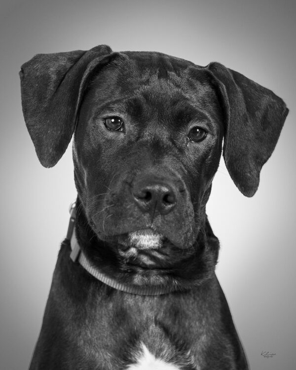Sesión de estudio fotógrafo fotografía estudio reportaje sesión estudio animales perros Lugo Galicia