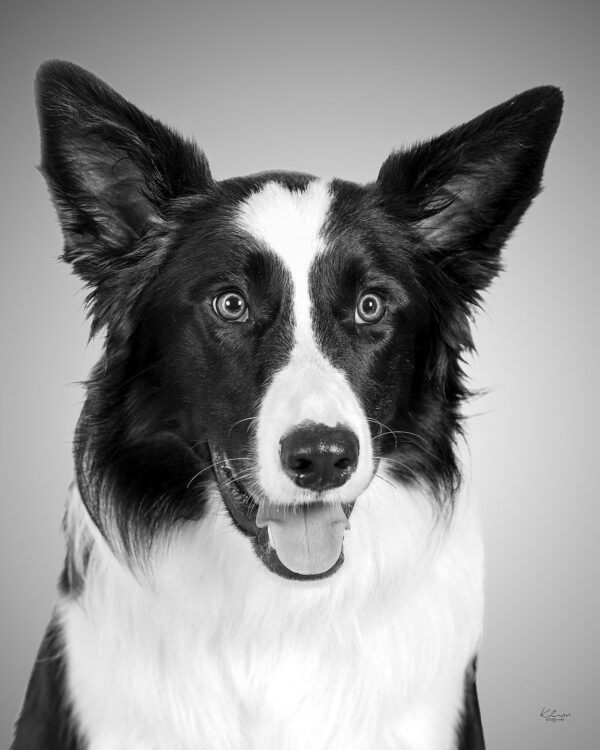 Sesión de estudio fotógrafo fotografía estudio reportaje sesión estudio animales perros Lugo Galicia