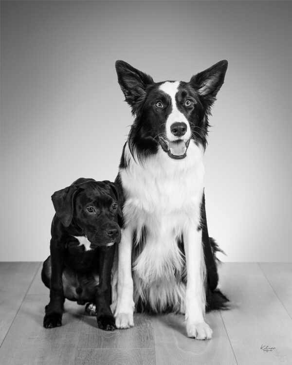 Sesión de estudio fotógrafo fotografía estudio reportaje sesión estudio animales perros Lugo Galicia