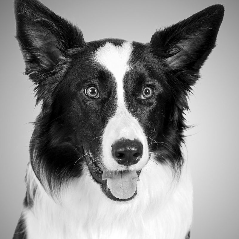 fotógrafo fotografía estudio reportaje sesión estudio animales perros Lugo Galicia